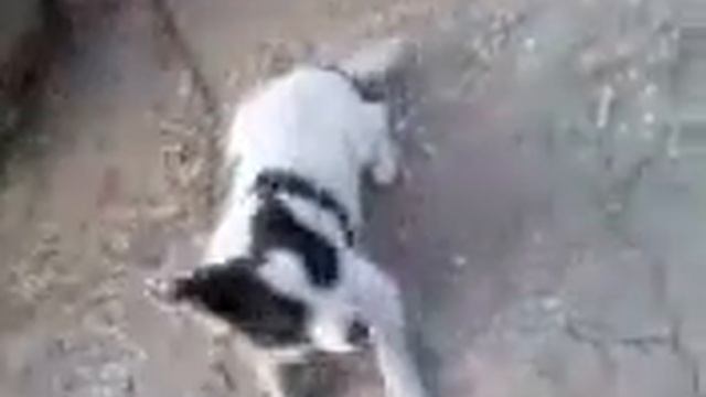 Смотреть до конца!!! (БЕШЕНАЯ СОБАКА) смотреть онлайн