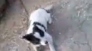 Смотреть до конца!!! (БЕШЕНАЯ СОБАКА)