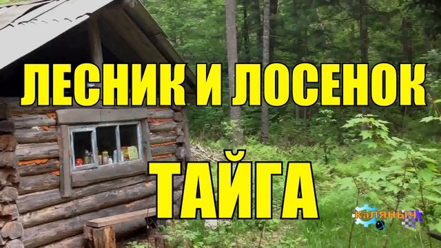 ЖИЗНЬ В ТАЙГЕ _ ЛЕСНИК И ЛОСЕНОК смотреть онлайн