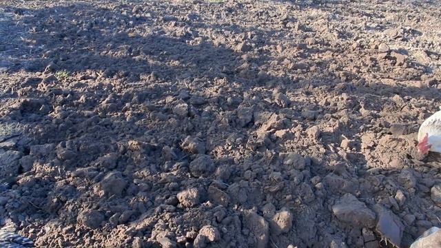 Грядка під часник. Готуємо правильно і якісно смотреть онлайн