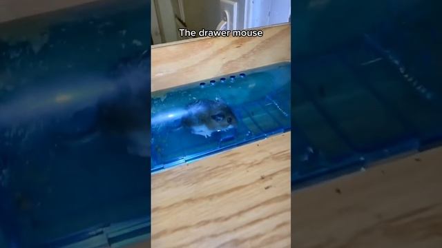 Do you see the difference in behavior? #humanetrapping #pestcontrol смотреть онлайн