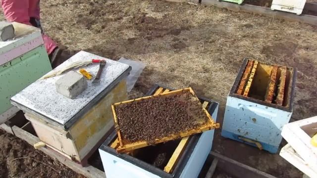 Исправление безматочной семьи после выставки из зимовника (03. 04.2024) смотреть онлайн