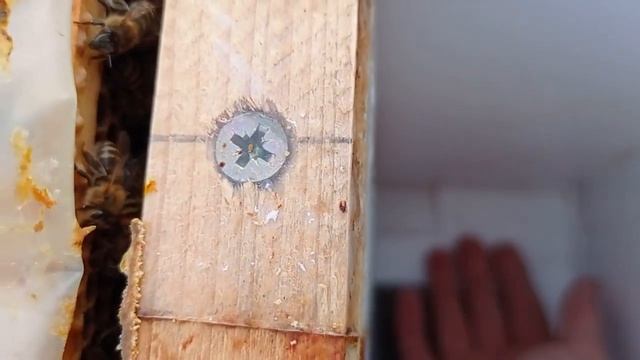 Мои наблюдения по клещу (16.11.2021) смотреть онлайн