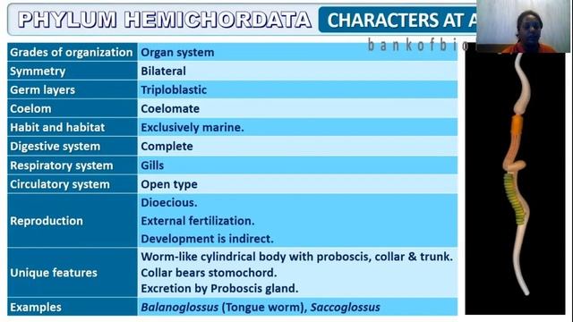 ANIMAL KINGDOM -ECHINODERMATA,HEMICHORDATA,CHORDATA