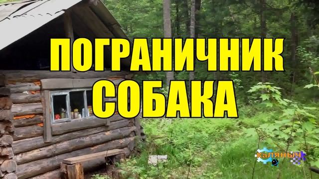 ВЕРНАЯ СОБАКА - ПОГРАНИЧНИК _ ХОЗЯИН ПРЕДАЛ СОБАКУ смотреть онлайн