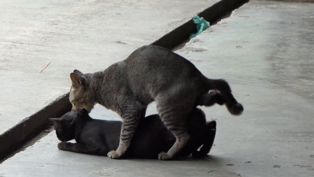 Cats Mating смотреть онлайн
