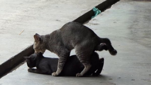 Cats Mating
