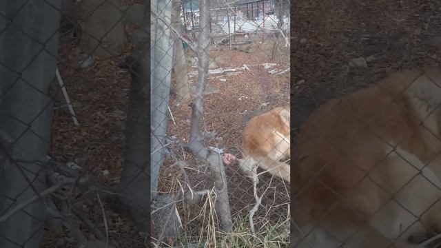 Отчаянная защита еды от ноги)) смотреть онлайн