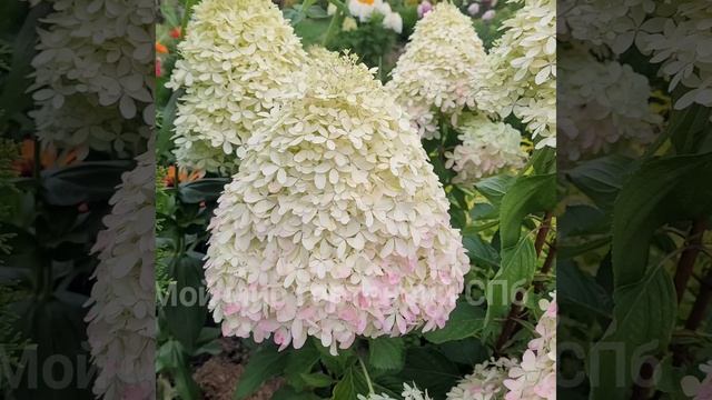 Royal Flower огромные соцветия! смотреть онлайн