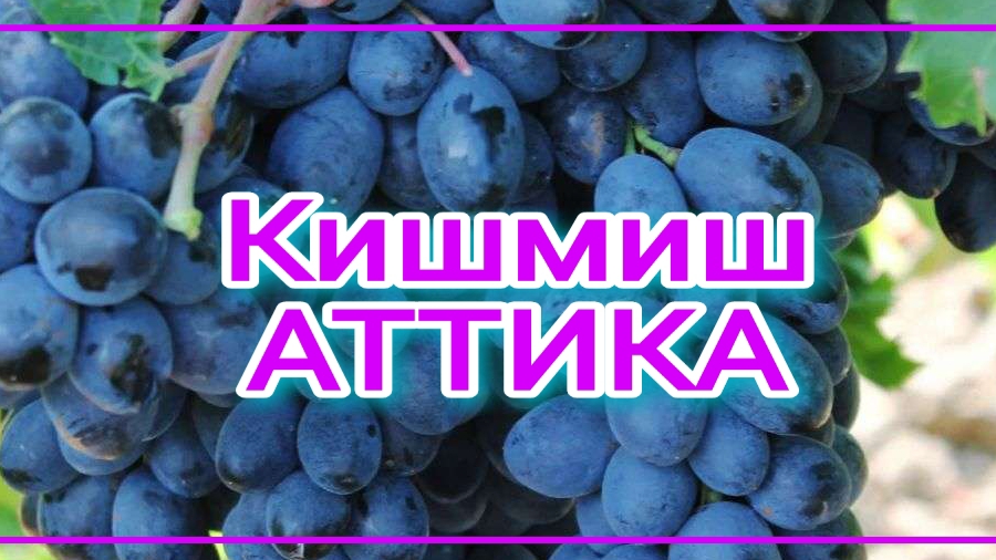 Кишмиш Аттика смотреть онлайн