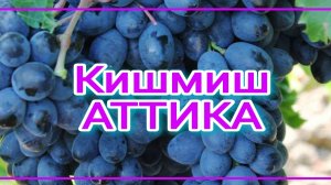 Кишмиш Аттика