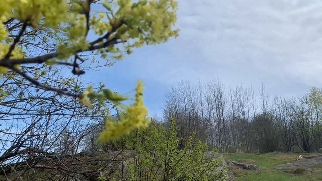 Uncovering Hidden Creativity: Scandinavian Art Vlog #5/ Botanical Plaster Casts/ Relaxing Art Vlogs смотреть онлайн