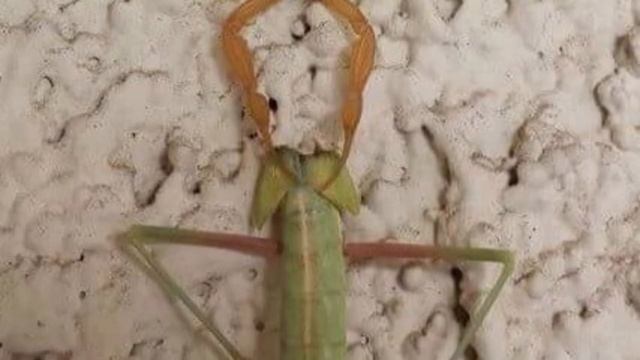 Praying Mantis vs Scorpion - Who is the Strongest Predator of the Insect World? смотреть онлайн