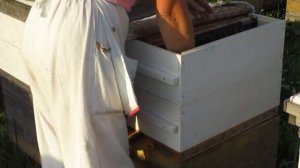 Подсадка элитных маток