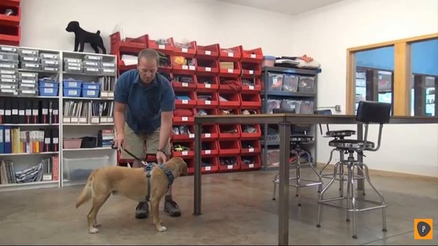 Best Dog Harness in 2019 - Top 5 Dog Harness Review смотреть онлайн