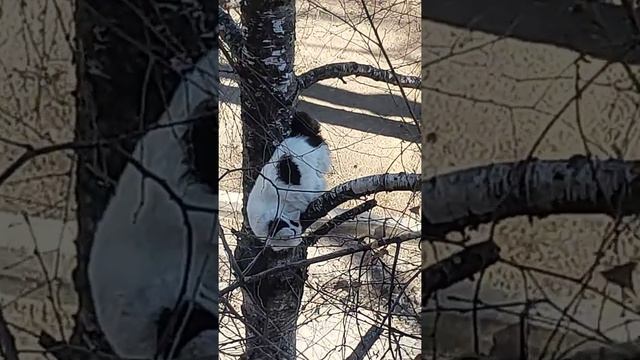 Кошка белка# смотреть онлайн