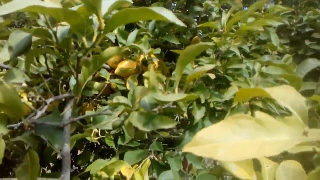 Arbol de limonero смотреть онлайн
