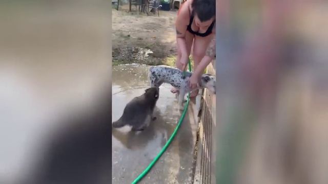 Енот помогает мыть собаку смотреть онлайн