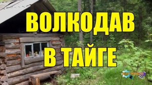 0995 - ВОЛКОДАВ _ ЖИЗНЬ В ТАЙГЕ _ ПРИРУЧИТЬ ВОЛКА