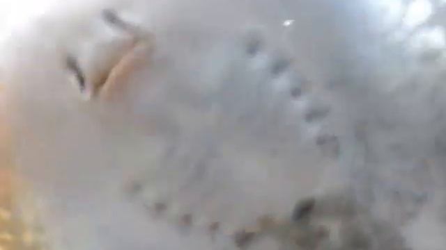 Самка Сетчатого Ската смотреть онлайн