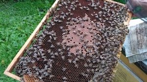 Продаëм маток ИО на гнездовой рамке