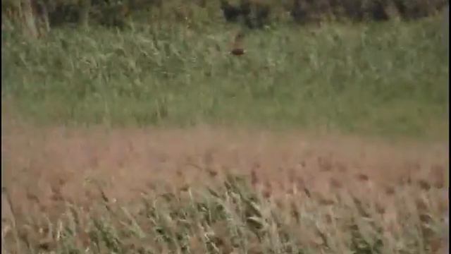 Болотный Лунь(?) летает в зарослях камыша. Возможно, гнездится возле Кальмиуса. смотреть онлайн