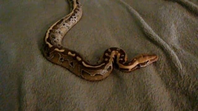 Docile Dinosaurs- Whole Bunch of Snakes for Sale !!!! смотреть онлайн