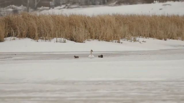 Фотоохота с Альбертом. Начали возвращаться. смотреть онлайн