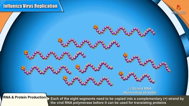 Influenza virus replication Cycle Animation - Medical Microbiology USMLE step 1 смотреть онлайн
