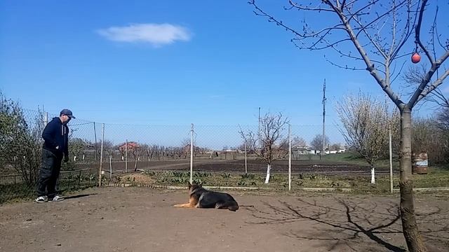 Дрессировка собак Староминская смотреть онлайн