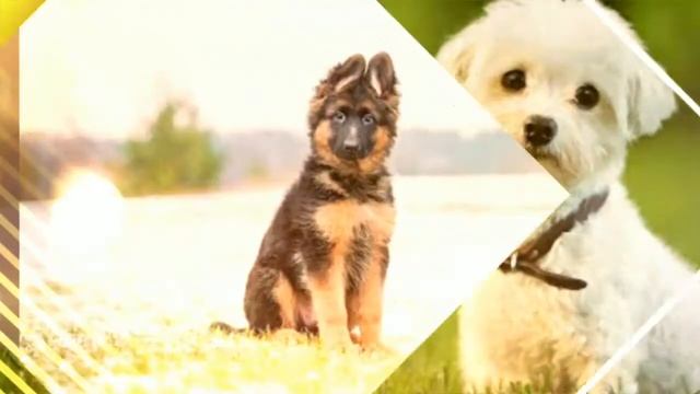 Пёсики смотреть онлайн