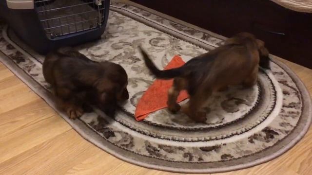 Чук и Гек, знакомство с домом:) смотреть онлайн