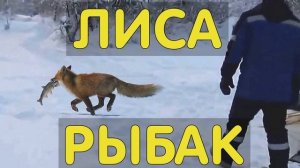 ЛИСА ПРИШЛА ЗА УЛОВОМ ПРОМЫСЕЛ В ТАЙГЕ ДОМАШНЯЯ ЛИСА ИЗБУШКА ОХОТНИКА ОДИН ОТШЕЛЬНИКИ ЖИЗНЬ В