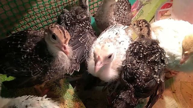 Маленькие индюшата смотреть онлайн