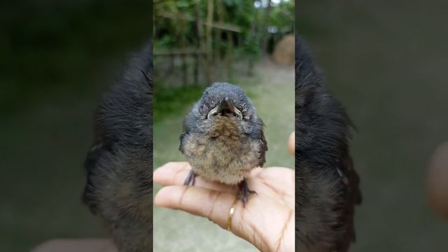 Doyel,The national bird of Bangladesh. смотреть онлайн