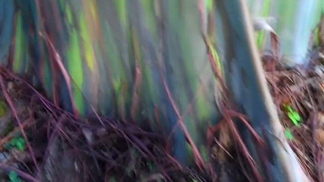 Необычные природные явления, в существование которых сложно поверить