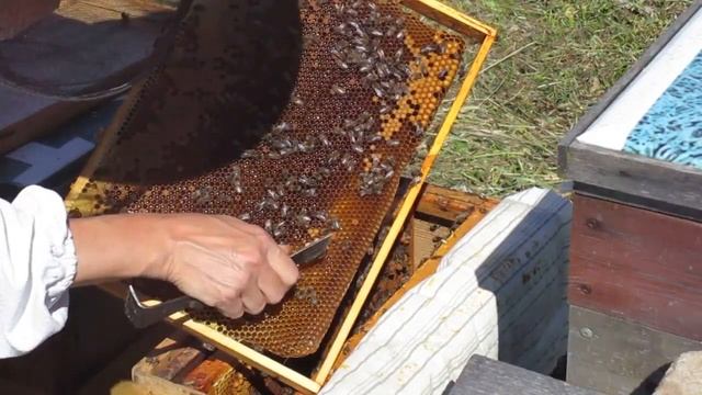 Как сделать отводок. Ломаем свищевые маточники. смотреть онлайн