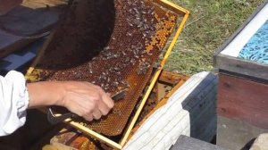 Как сделать отводок.  Ломаем свищевые маточники.