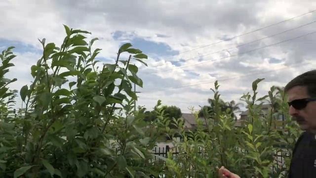 Summer Pruning Fruit Trees смотреть онлайн