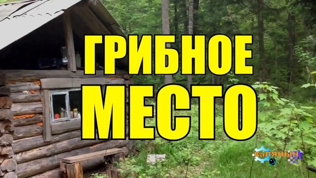 ГРИБНОЕ МЕСТО _ ДЕД И МЕНТ _ ЖИЗНЬ В ТАЙГЕ смотреть онлайн