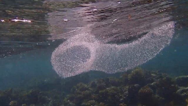 Кладка кальмара Thysanoteuthis rhombus смотреть онлайн