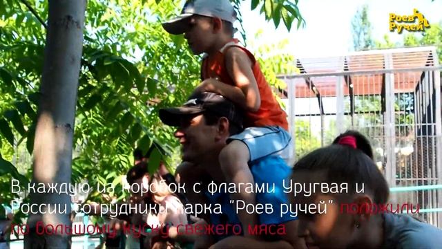 Тигрица-оракул предсказала исход матча Россия - Уругвай смотреть онлайн