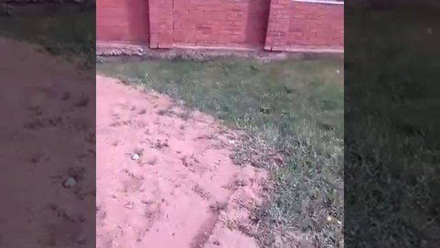 66 выпуск петюня кукарекает на камеру/ идем с садика с Жориком/ рожки с тушенкой смотреть онлайн