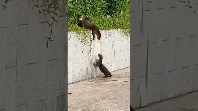 Выдры своих не бросят смотреть онлайн