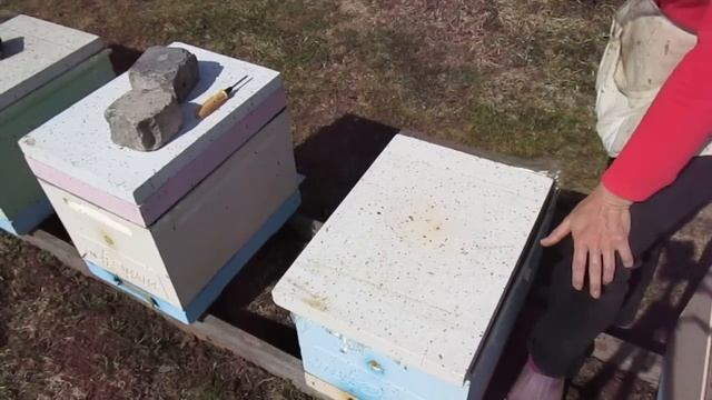 Как исправить семью с маткой-трутовкой (09.04.2024) смотреть онлайн