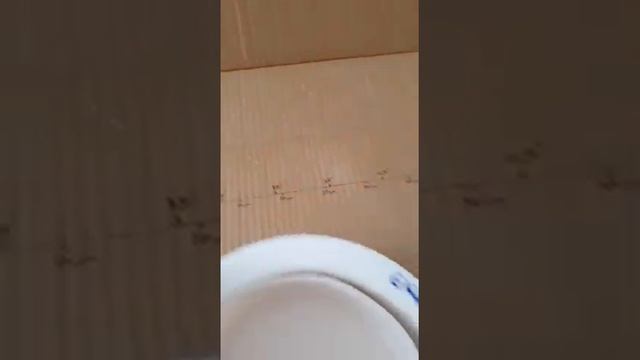 EK418 ALÇI KALIP - YUVARLAK TABAK KALIBI 4X17,5cm | ETİ SANAT Alçı Kalıp смотреть онлайн