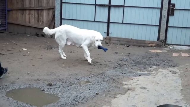 Алабай Белка обучает Даню аппортировке :) смотреть онлайн