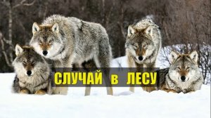 0105 ВОЛЧЬИ НОГИ и ЯКУТ СЛУЧАЙ в ТАЙГЕ СУДЬБА ИСТОРИИ из ЖИЗНИ ЛЕСНЫЕ РАССКАЗЫ ПРИРОДА ВОЛКИ СЕРИАЛ