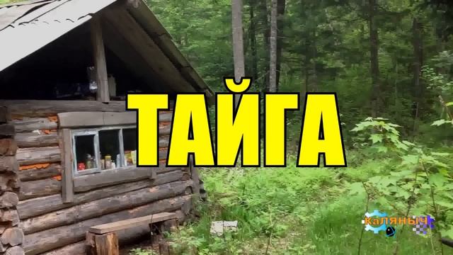 0183 ЖИЗНЬ в ЛЕСУ ДИЧЬ ВСЕ СЕРИИ СЕРИАЛ 2023 ИСТОРИИ из ЖИЗНИ СУДЬБА ОТШЕЛЬНИК ОХОТА ЖИВОТНЫЕ ПРИРОД смотреть онлайн