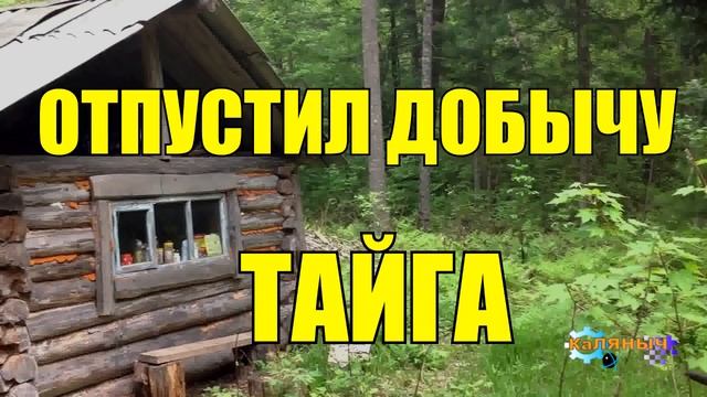 0964 - С РОГАТИНОЙ НА ТИГРА _ ЖИЗНЬ В ТАЙГЕ смотреть онлайн